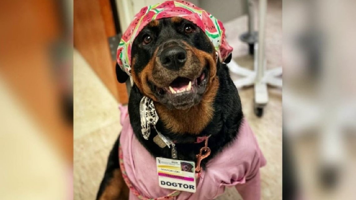 Therapy K9 receives 'dogtorate" from university - Vimarsana News