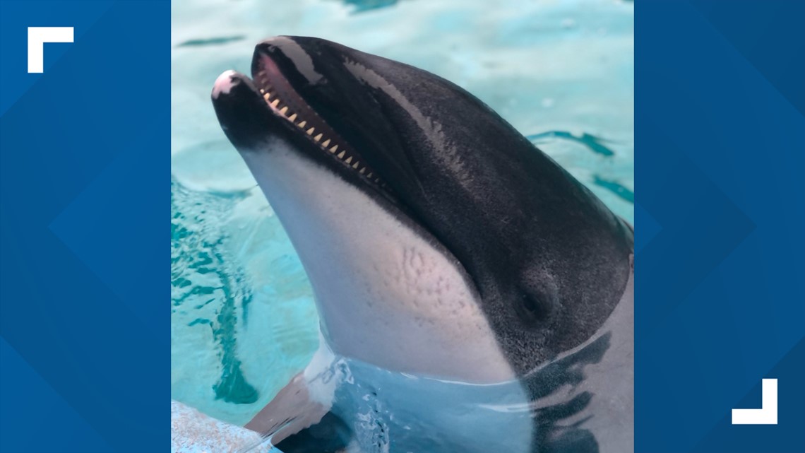 Staf SeaWorld berduka atas hilangnya lumba-lumba ‘luar biasa’ berusia 44 tahun, Betty