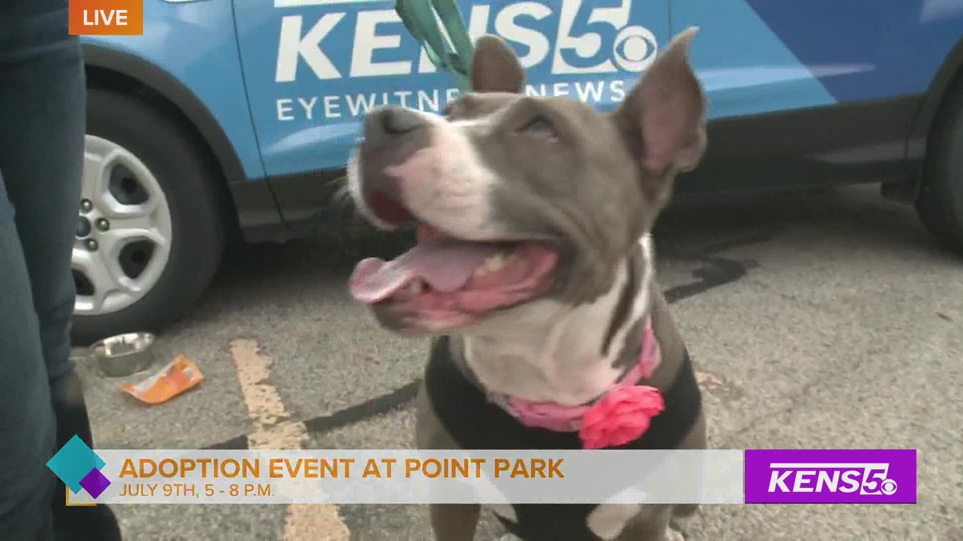The Alamo City Pitbull Rescue is a non-profit foster-based rescue program that is looking for loving families to bring in these precious furry friends.