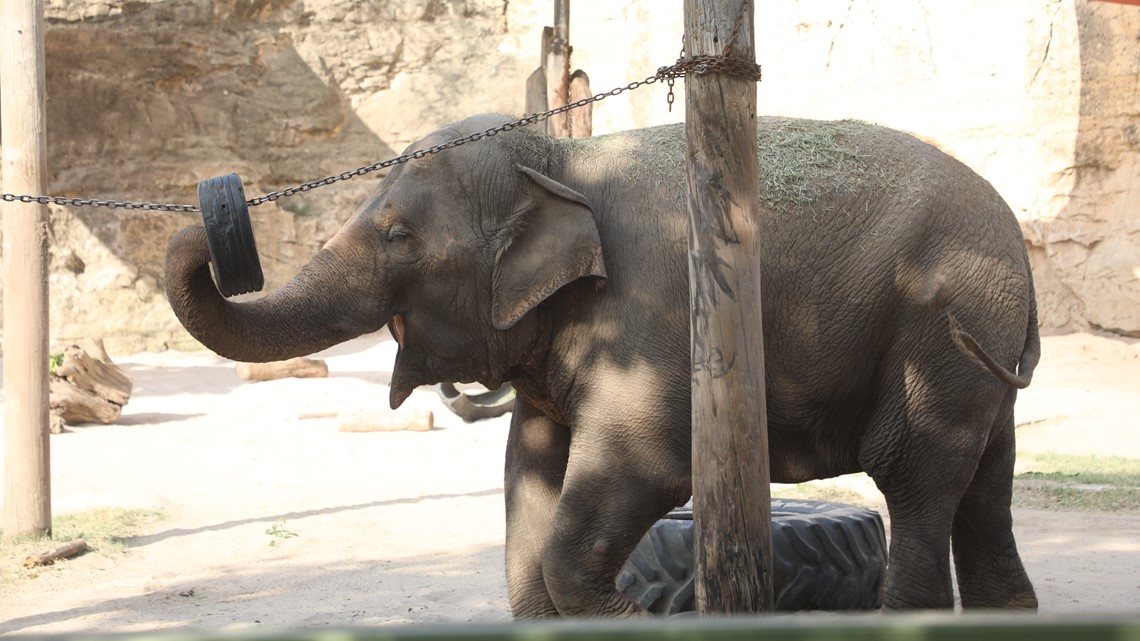 Gajah Asia di Kebun Binatang San Antonio pindah ke suaka