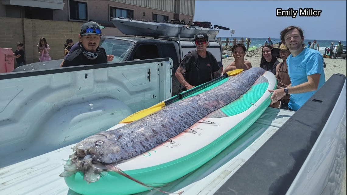 Rare oarfish spotted in San Diego ocean | khou.com