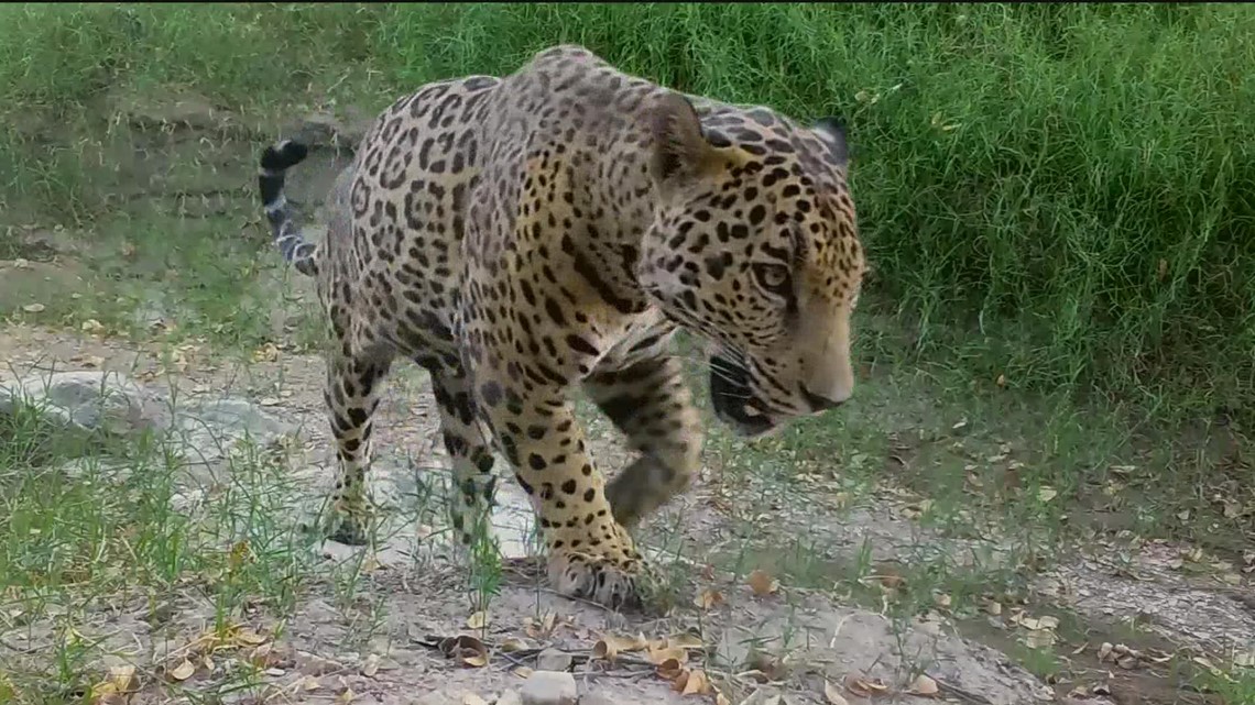 Jaguar terlihat di dekat perbatasan Arizona, pertama sejak diburu keluar dari AS