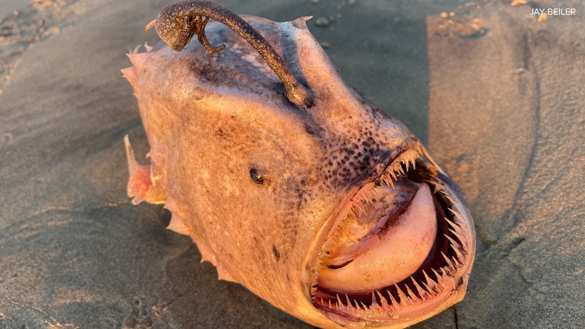 Ikan laut dalam yang langka ditemukan di pantai San Diego
