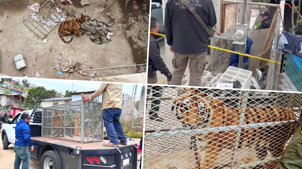 Harimau Bengal ditemukan tinggal di rumah Tijuana yang ditinggalkan