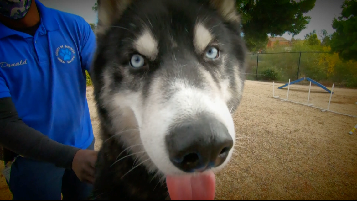 County animal shelter hoping someone can make 'Houdini the Husky