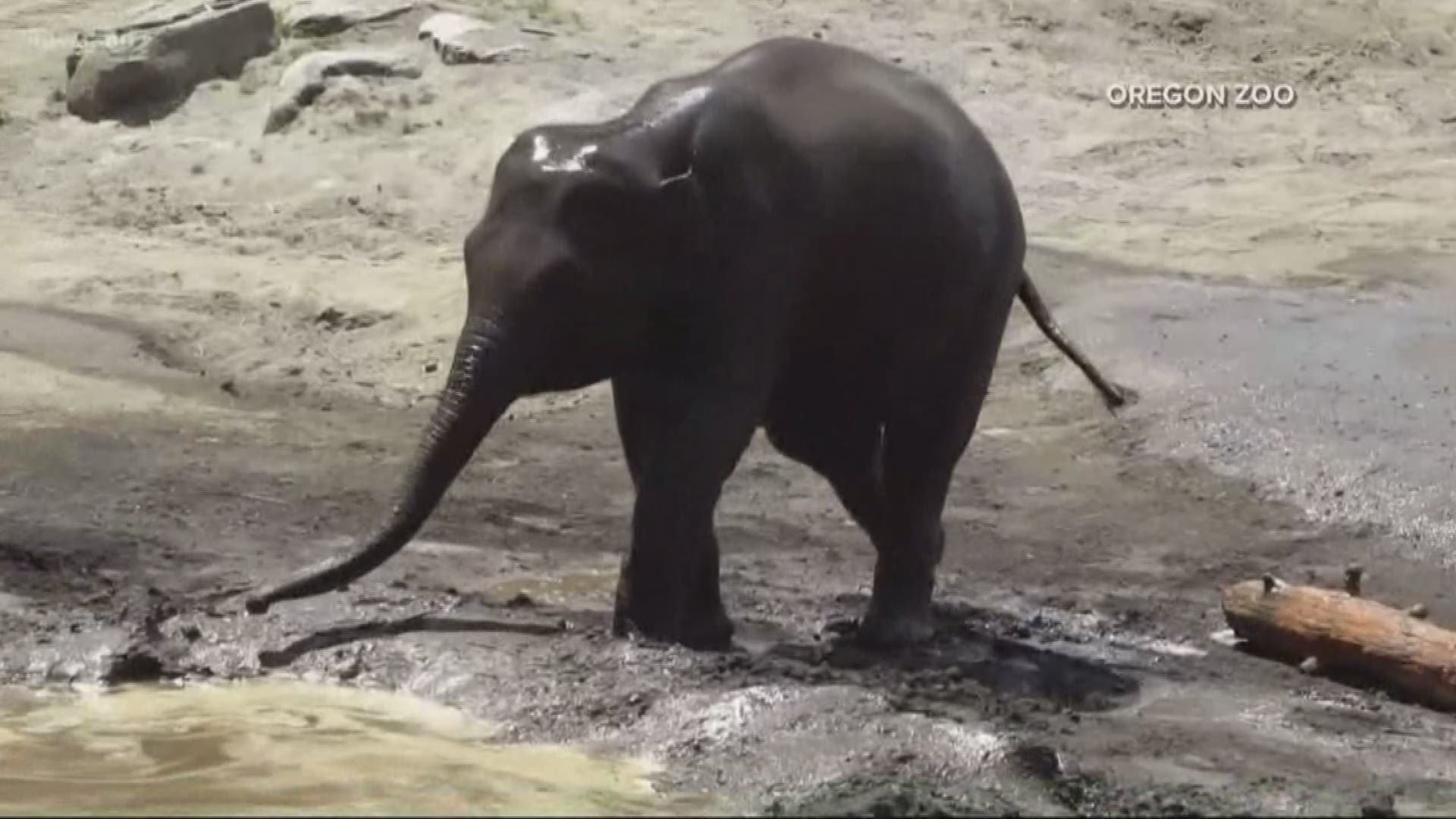 The Oregon Zoo announced the death of Lily the elephant. She died of a virus.