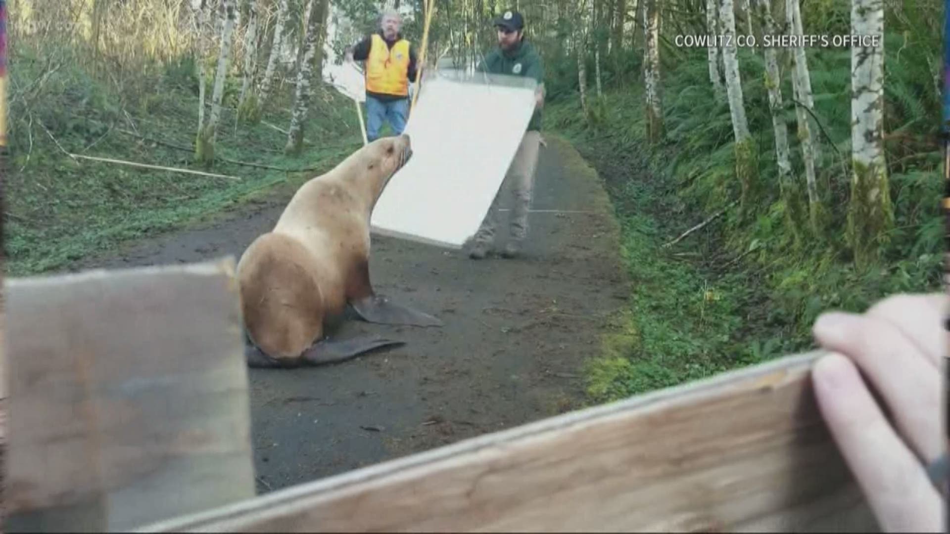 A sea lion was spotted near Castle Rock, Washington. Authorities captured it and brought it to the Columbia River.