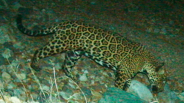 Famous Arizona jaguar 'El Jefe' spotted in Mexico
