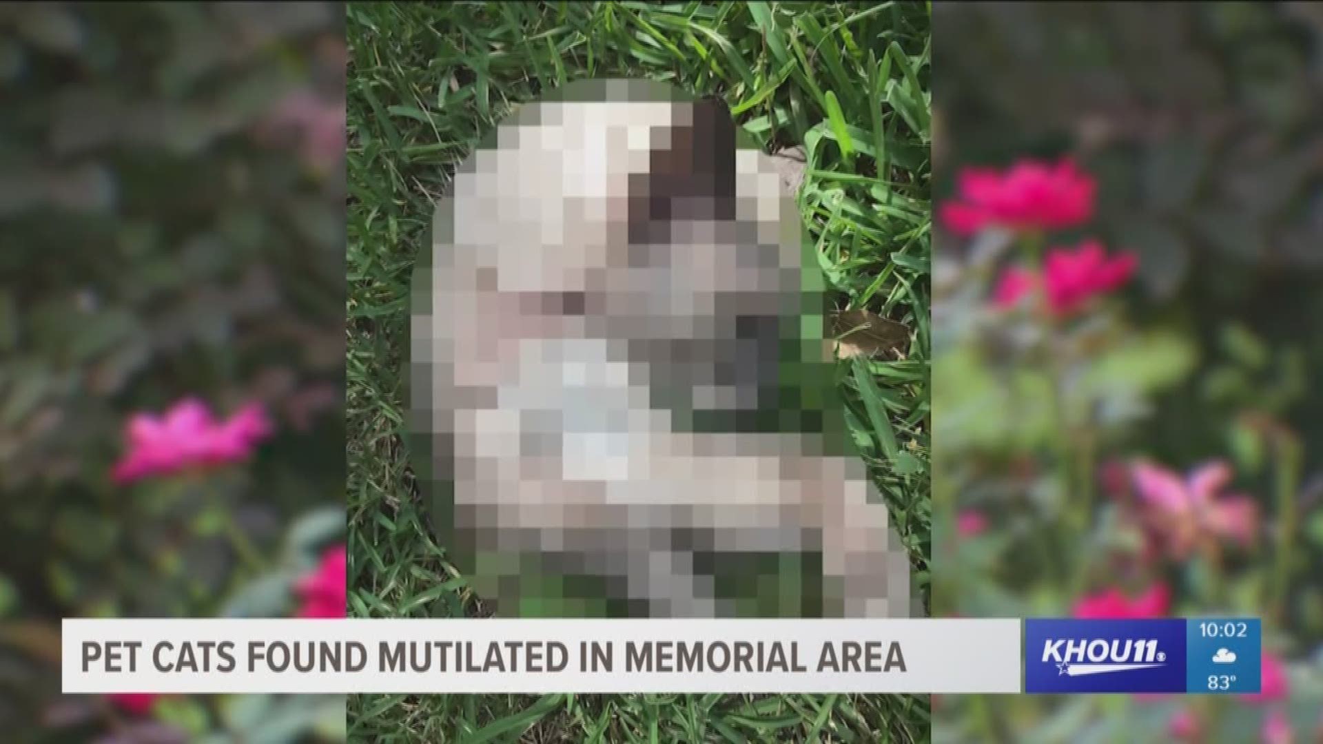 A community in the Memorial area is worried after several neighborhood cats appear to have been mutilated, then placed on front lawns.