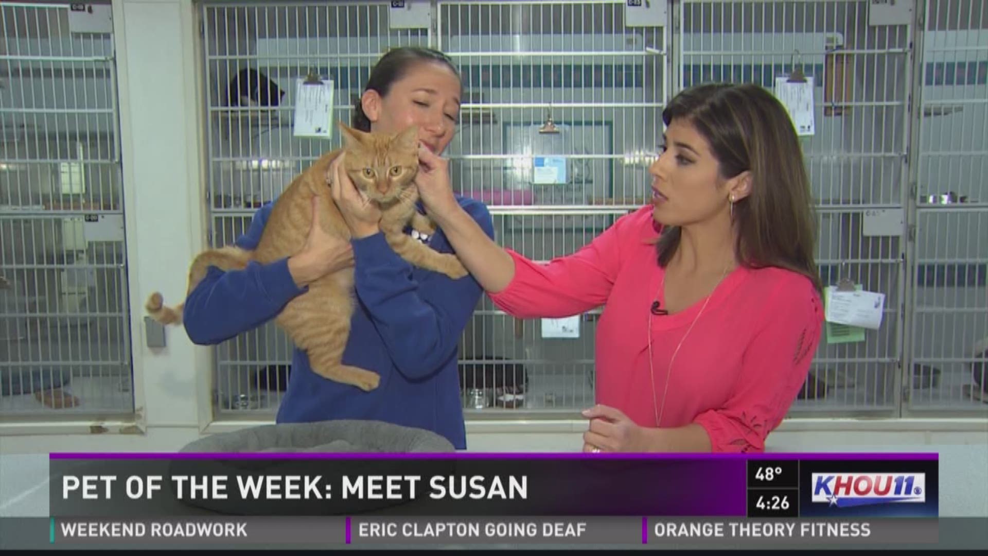 Susan is a one-year-old cat available for adoption at the Houston SPCA.