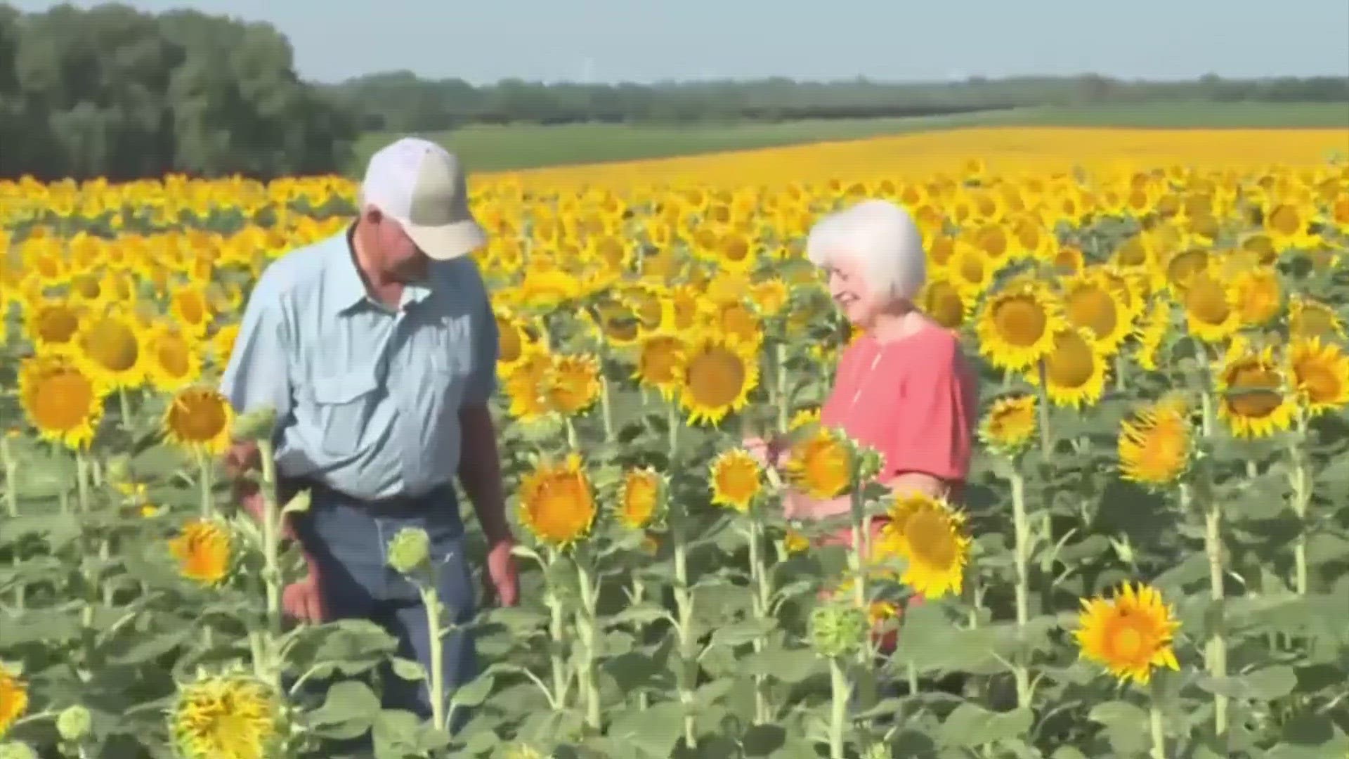 Lee Wilson set a new bar in the romance department when he surprised his wife and high school sweetheart Renee with over a million sunflowers. Happy anniversary!