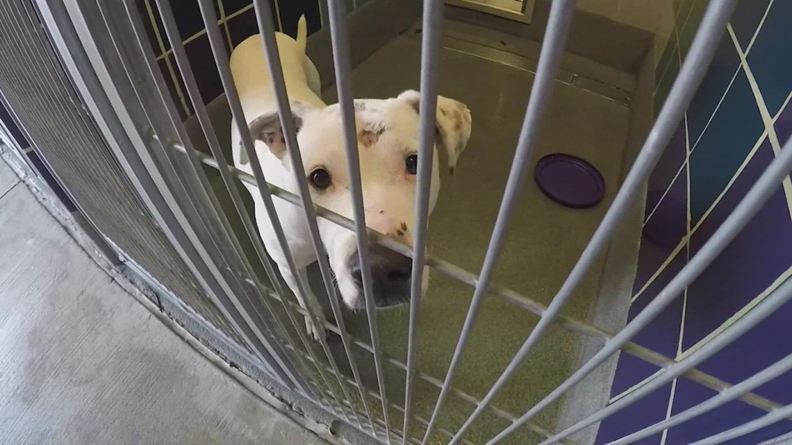 Houston City Council approves microchip requirements for dogs, cats