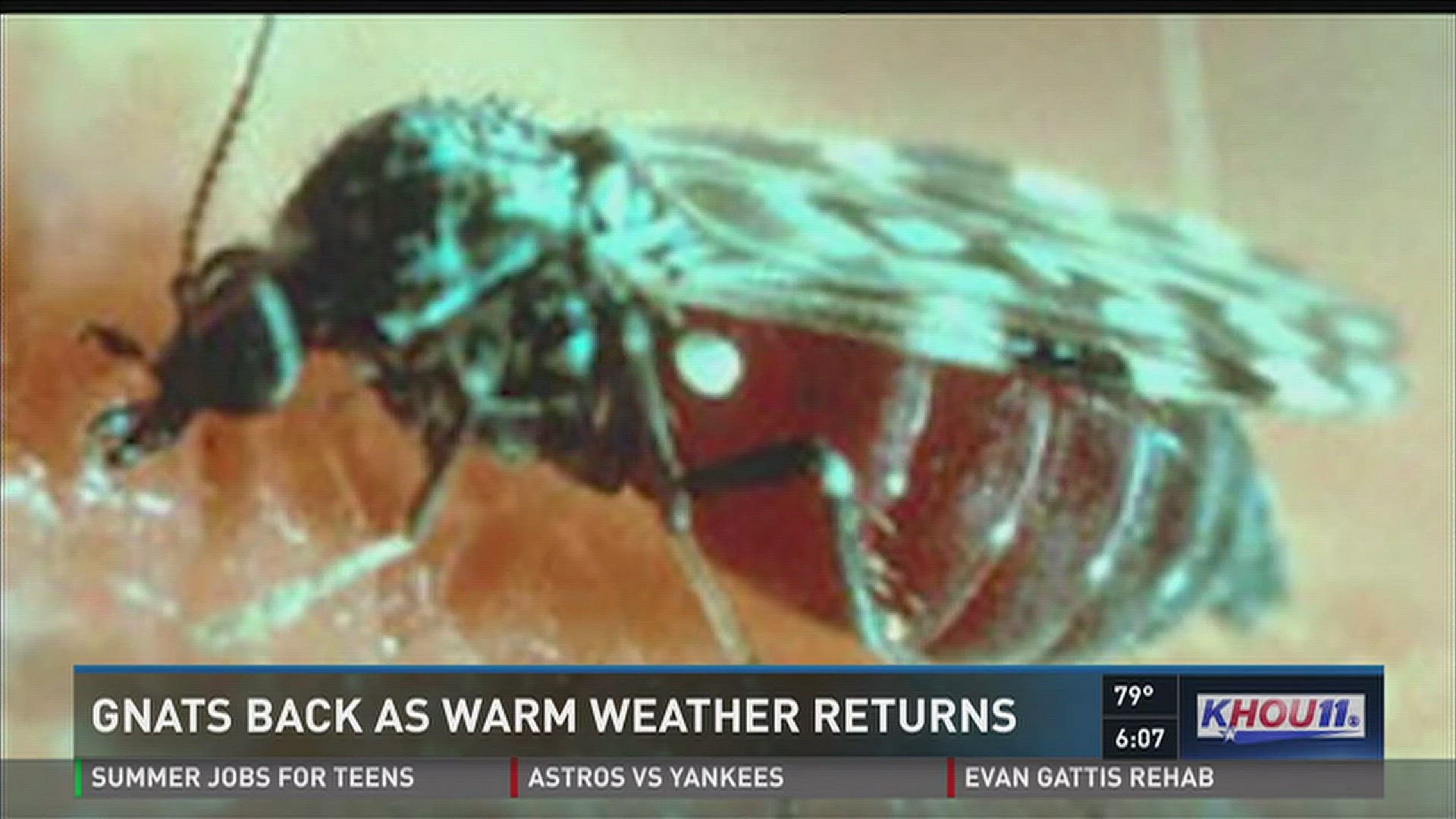 Gnats swarming back as warm weather returns