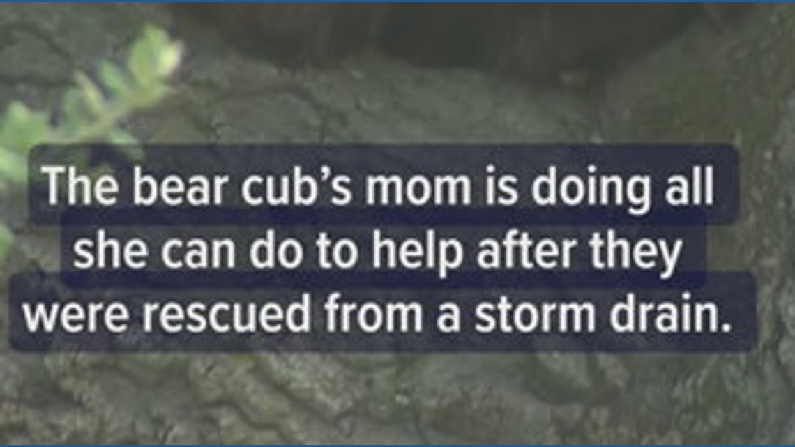 Bear cubs rescued from storm drain now stuck in tree in California ...