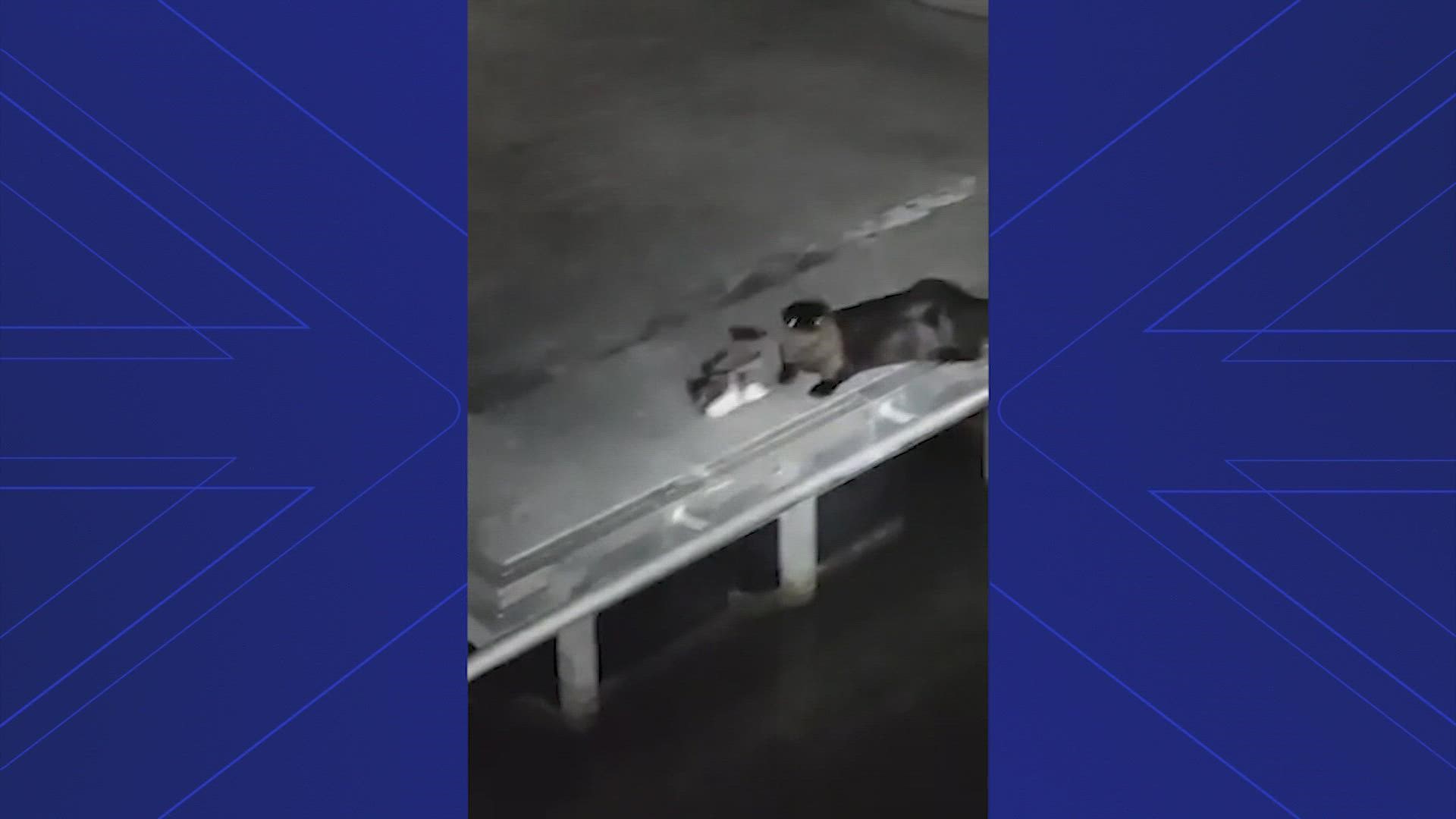At first, they thought it was a big cat but then realized it was an otter snacking on a chunk of fish on the Baytown boat ramp.