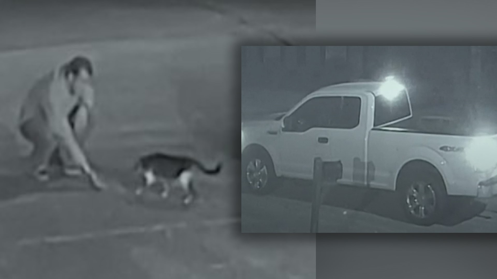 One Spring family is not giving up hope. It’s been nearly a month since the family cat was stolen by a man in a white truck.