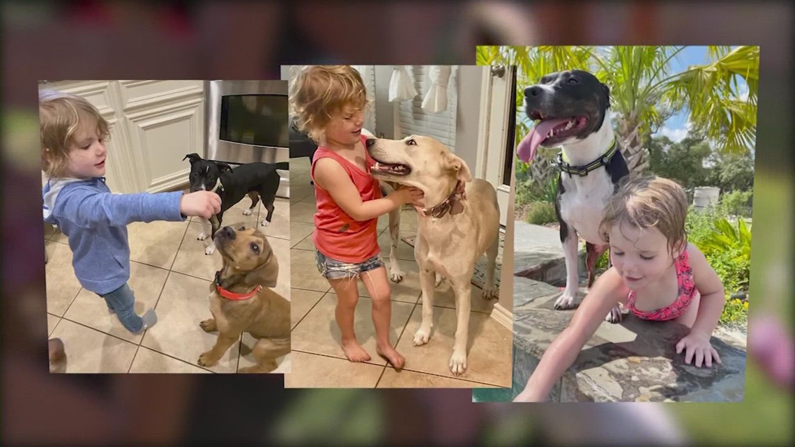 Menyelamatkan hewan satu keluarga asuh pada satu waktu: Rosenberg ‘pembisik anjing’ menyoroti program