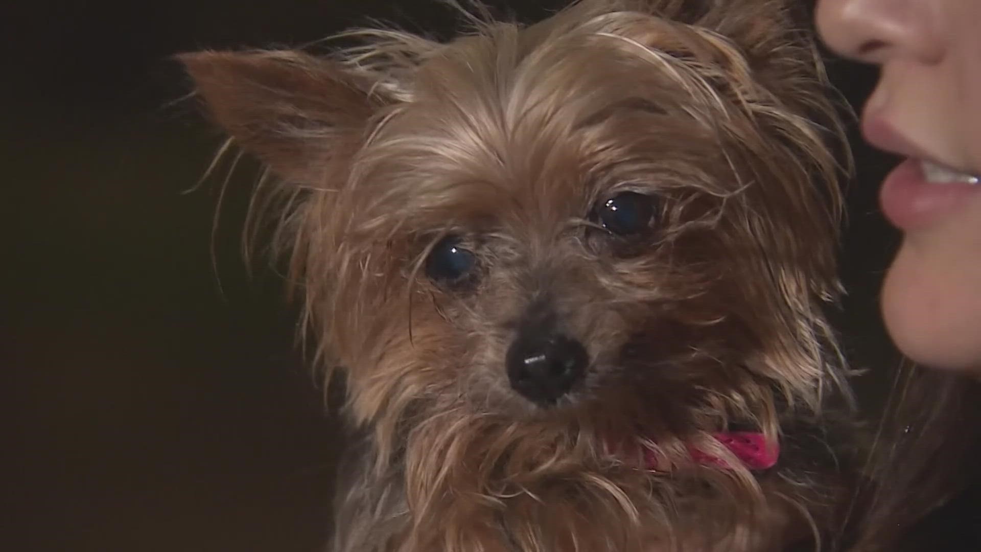 Alief family reunited with stolen dog | Alief, Texas news 