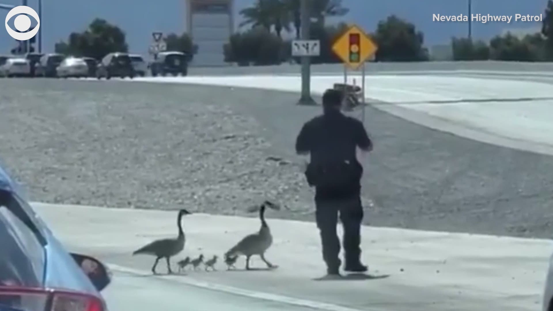 This family of geese got a little help from police on Sunday morning (4/18).