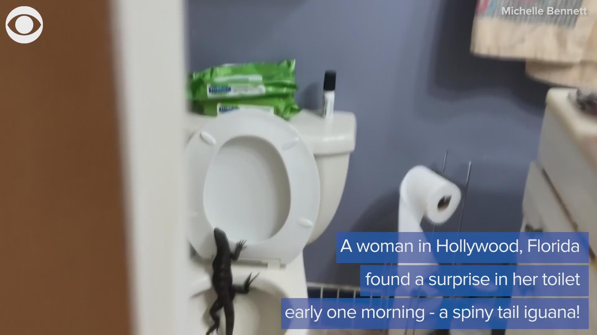 A woman got an unexpected wake up call when she found an iguana in her toilet one early morning in Hollywood, Florida.