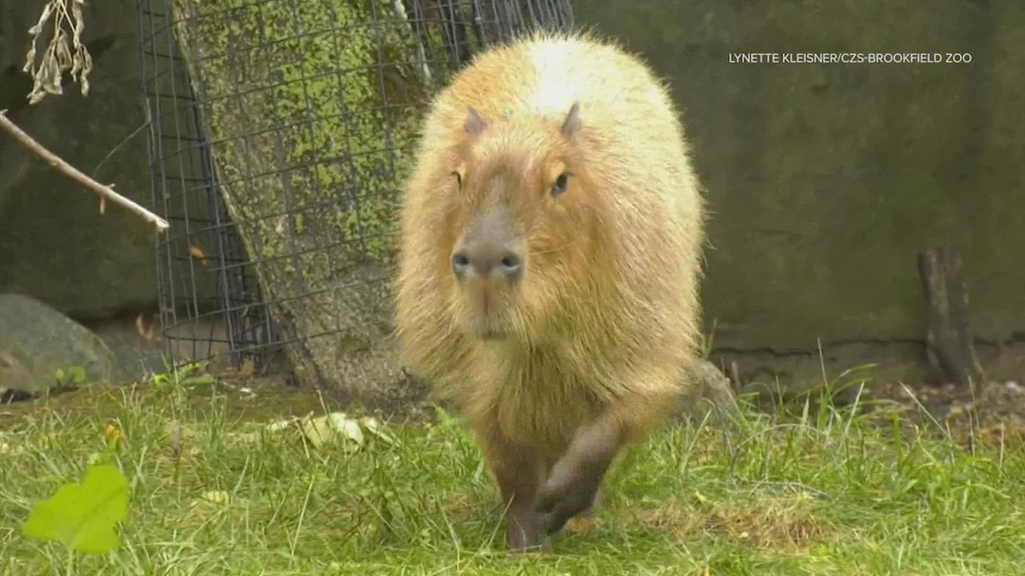 Moment of Zen: Illinois zoo adds world's largest rodents
