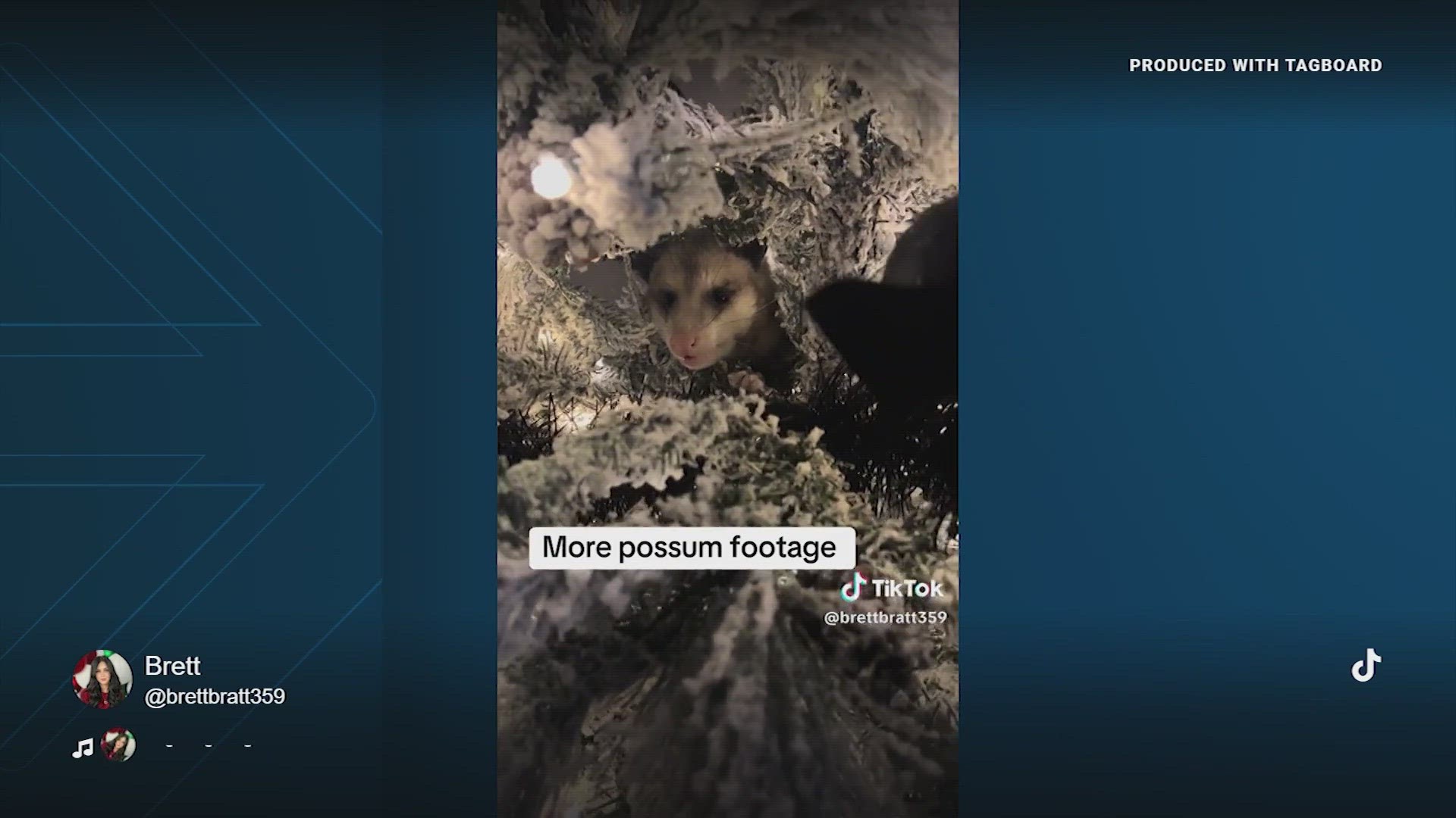 Woman finds possum hiding in her Christmas tree