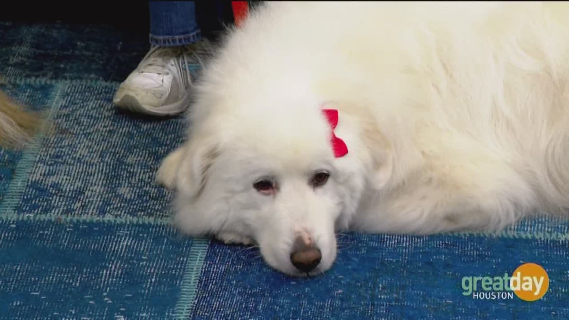 The organization touches hearts in Houston and the surrounding area through their therapy dogs.