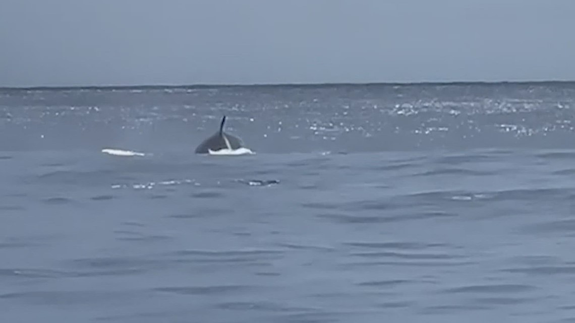 Endangered whale spotted about 100 miles off Galveston coast | khou.com