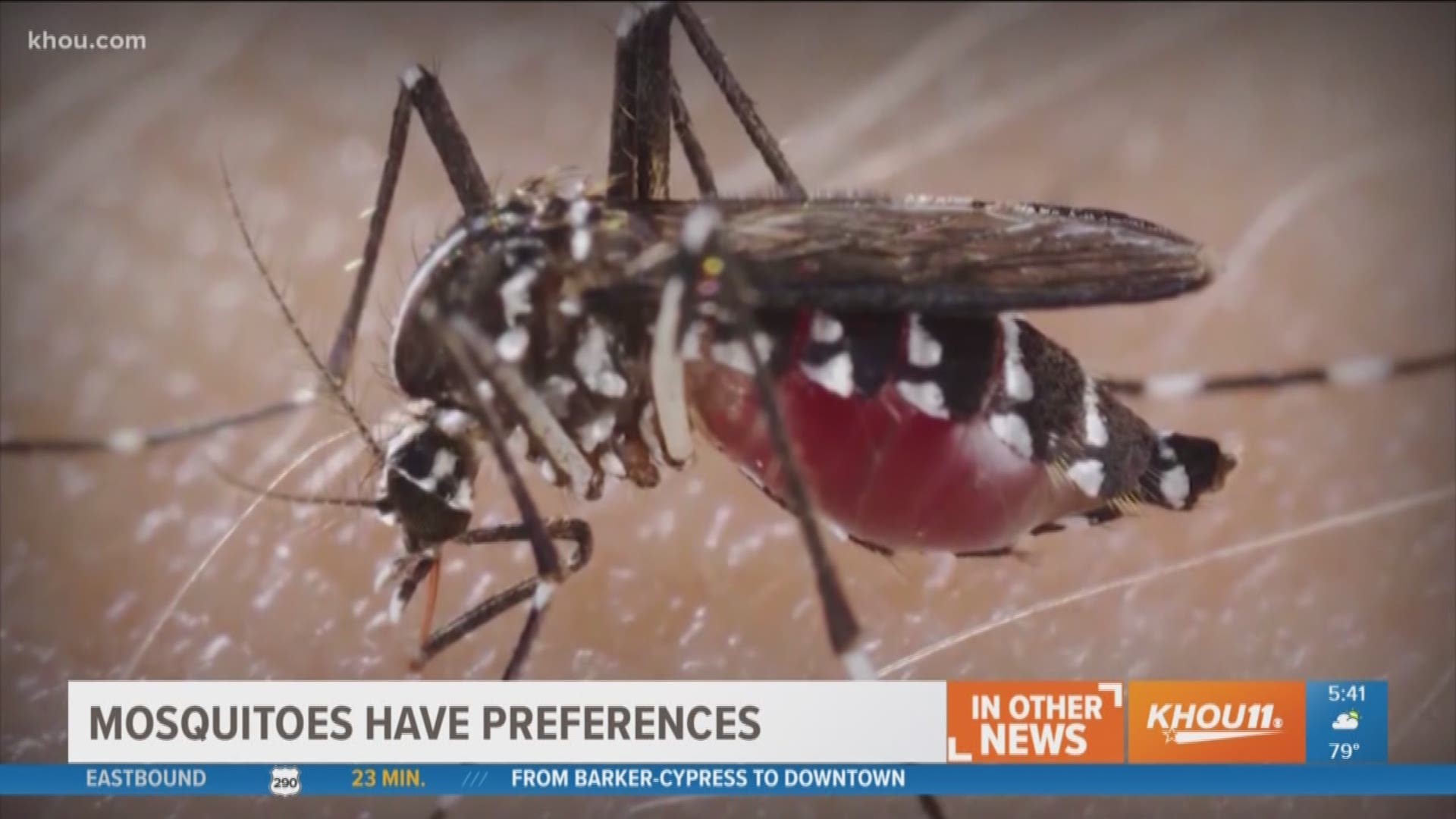 Mosquitoes have preferences