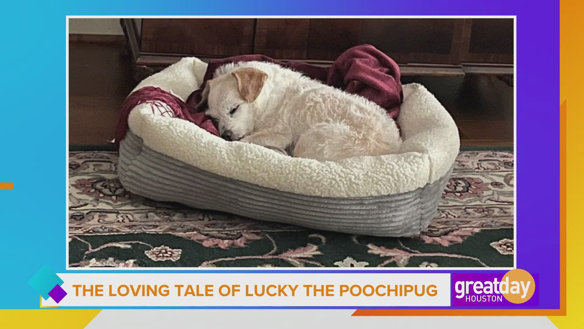 Lucky the Poochipug is a story with several worthwhile messages about loss, grieving, rescue, illness, healing & happiness.