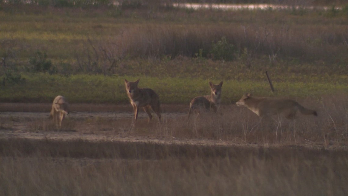 Margaritaville plans could threaten Galveston's ghost wolves - Vimarsana News