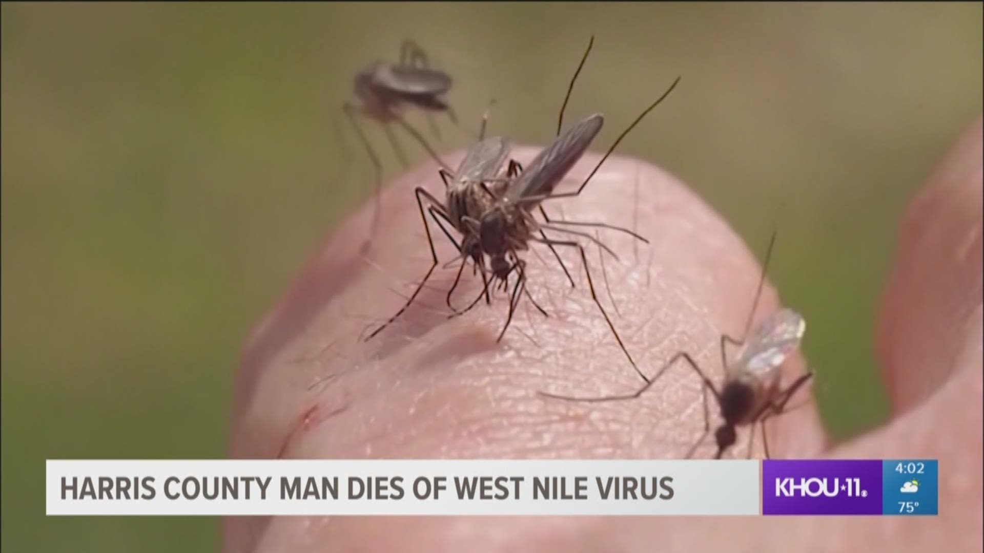 Officials have confirmed the first death this year related to the West Nile virus in Harris County. The patient was a man between the ages of 45-54 and was from Southwest Harris County.  