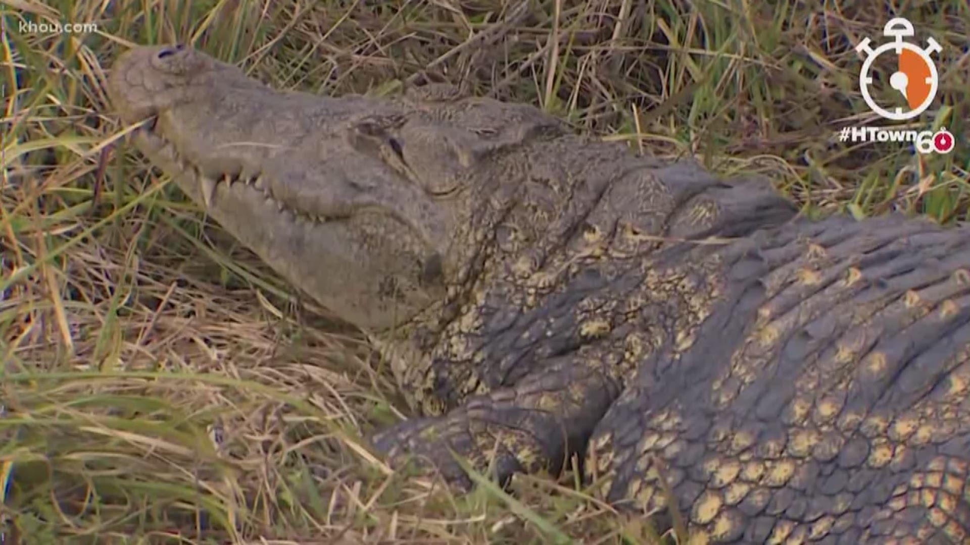 In this morning's HTown60, our Michelle Choi shows where you can go see alligators in a safe environment.