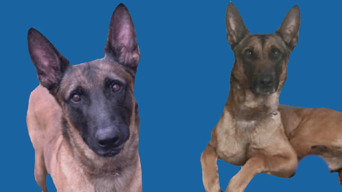 $500 reward offered for missing BNSF Railway police dog last seen in Fort Bend County