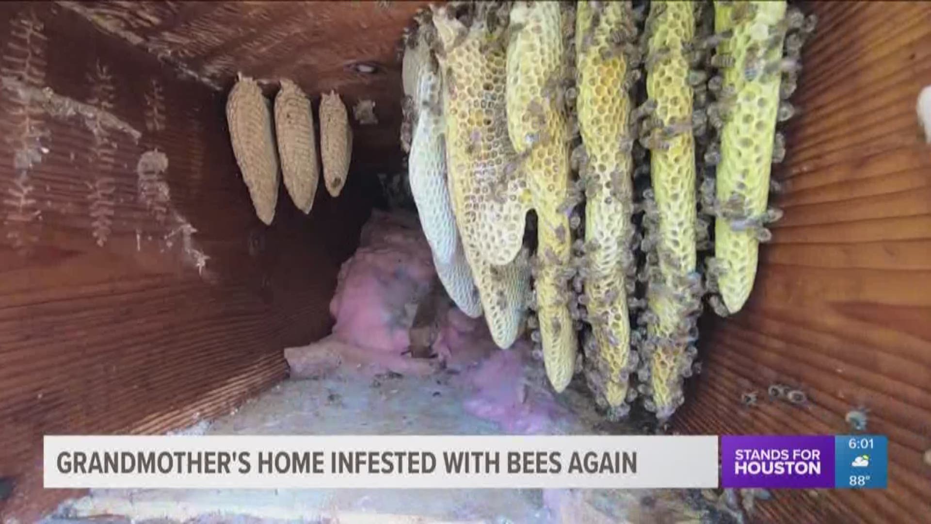 Thousands of bees have invaded one woman's home, and she's been dealing with the nightmare for years.