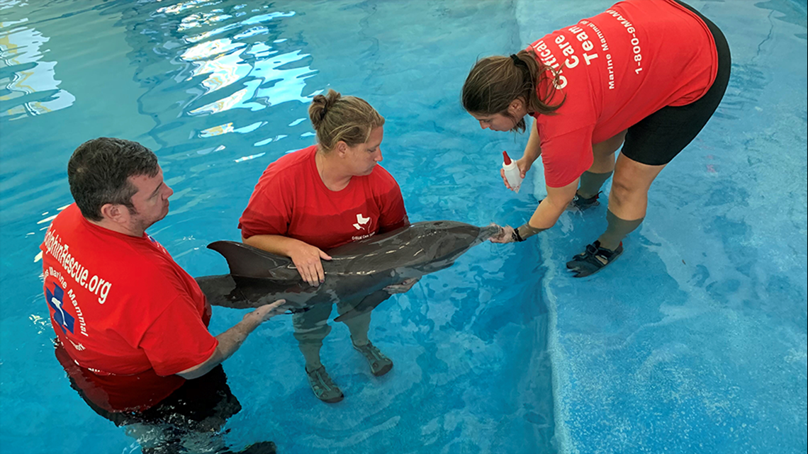 Baby dolphin treated for shark bites, other injuries in Galveston - KHOU.com