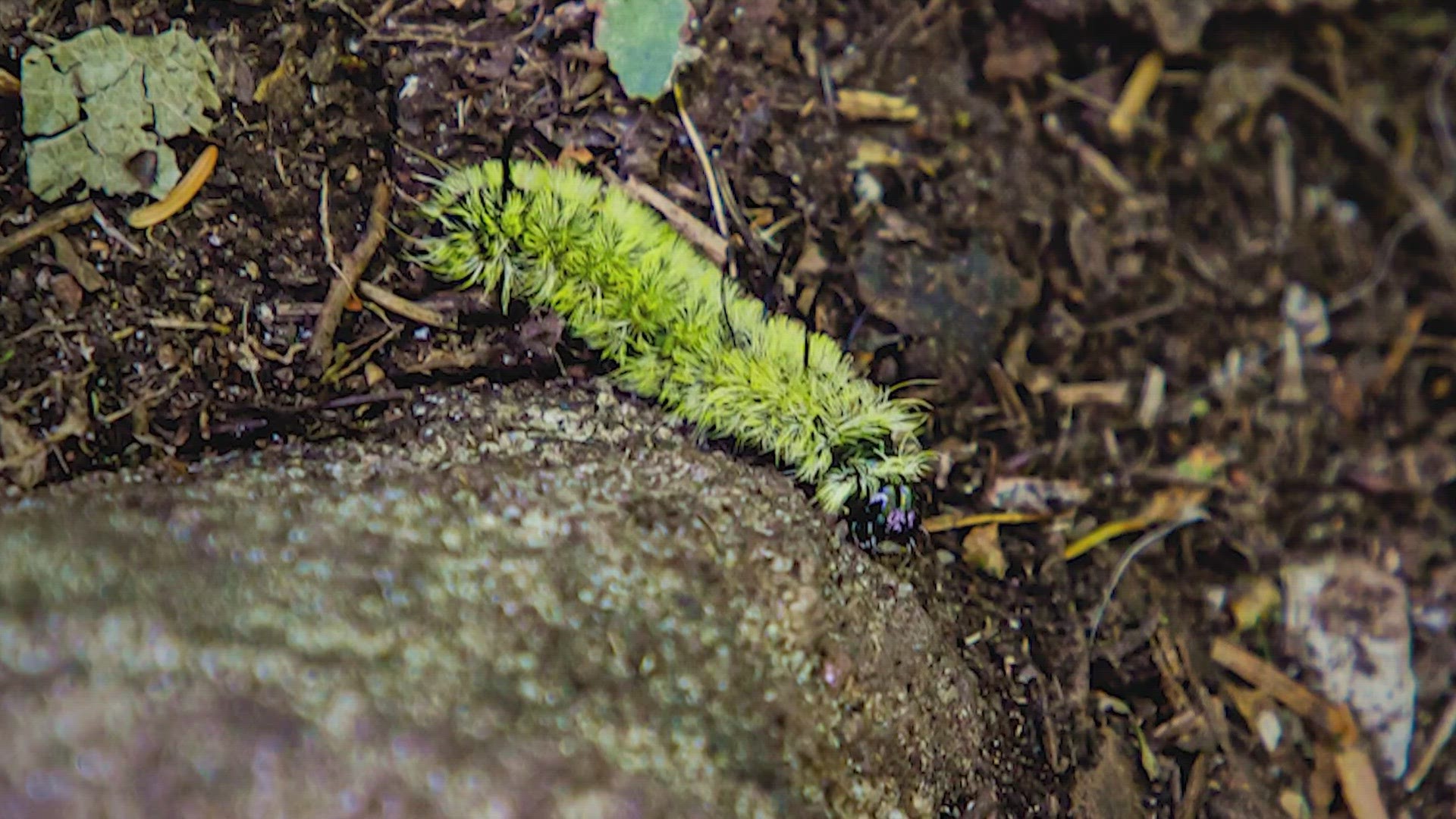 While they may look cute and fuzzy, these caterpillars contain an irritating toxin.