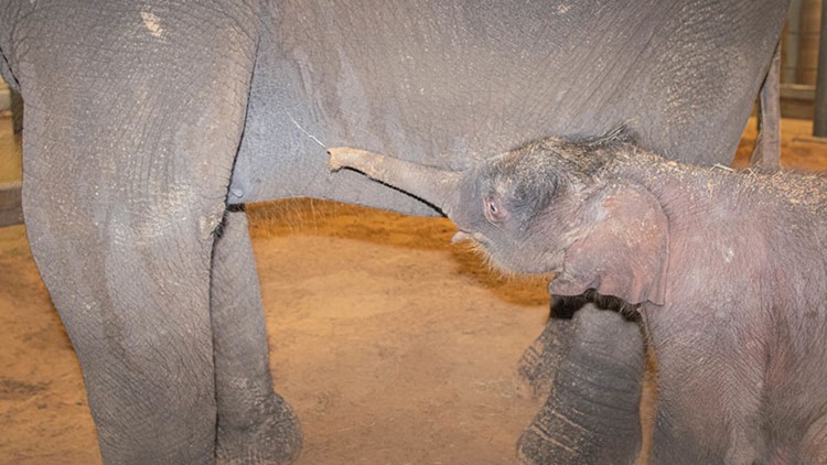 Watch: Baby elephant born at Houston Zoo