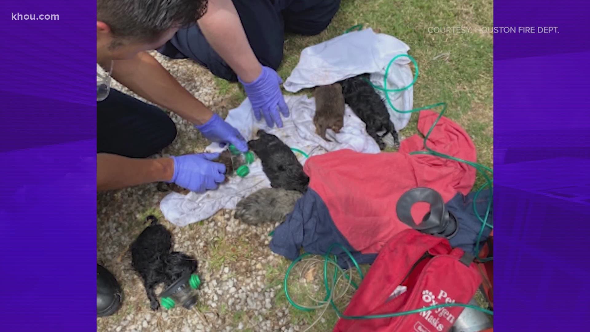 HFD firefighters rescued some puppies from a burning home in Houston on Thursday.