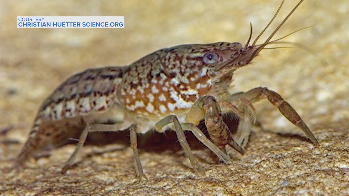 Texans need to be worried about this self-cloning crayfish - Vimarsana News
