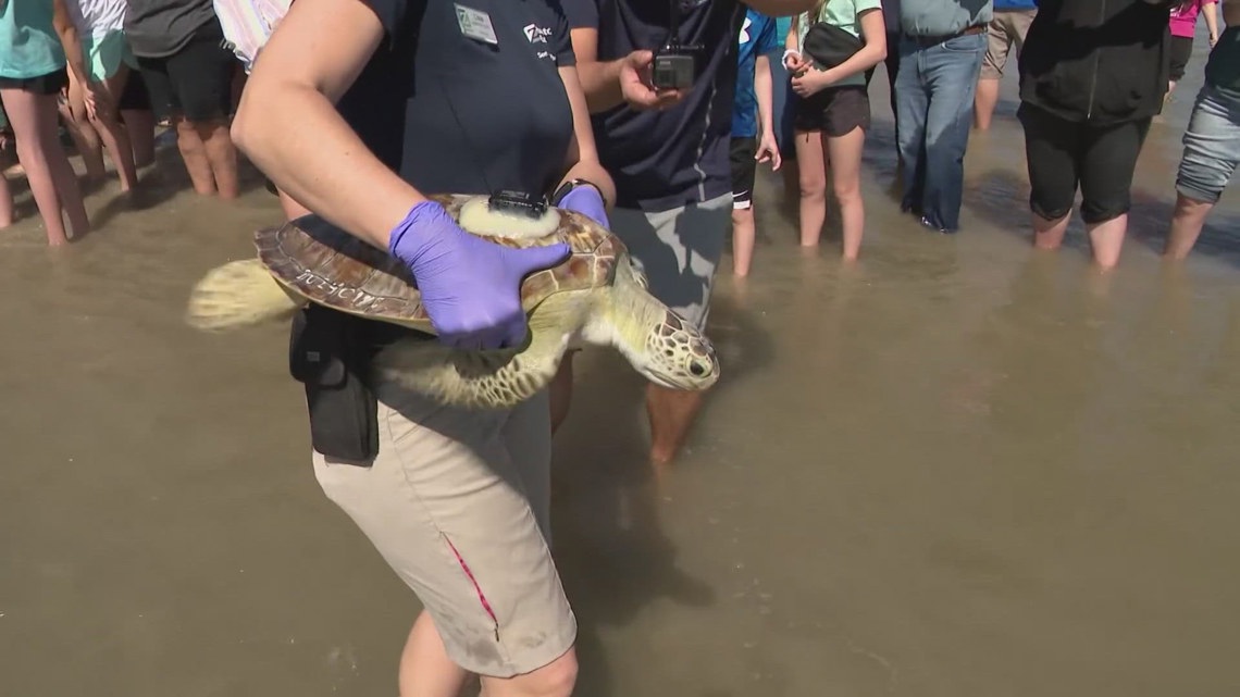 Sea Turtle Rehabilitation Hospital Education Center Coming To 