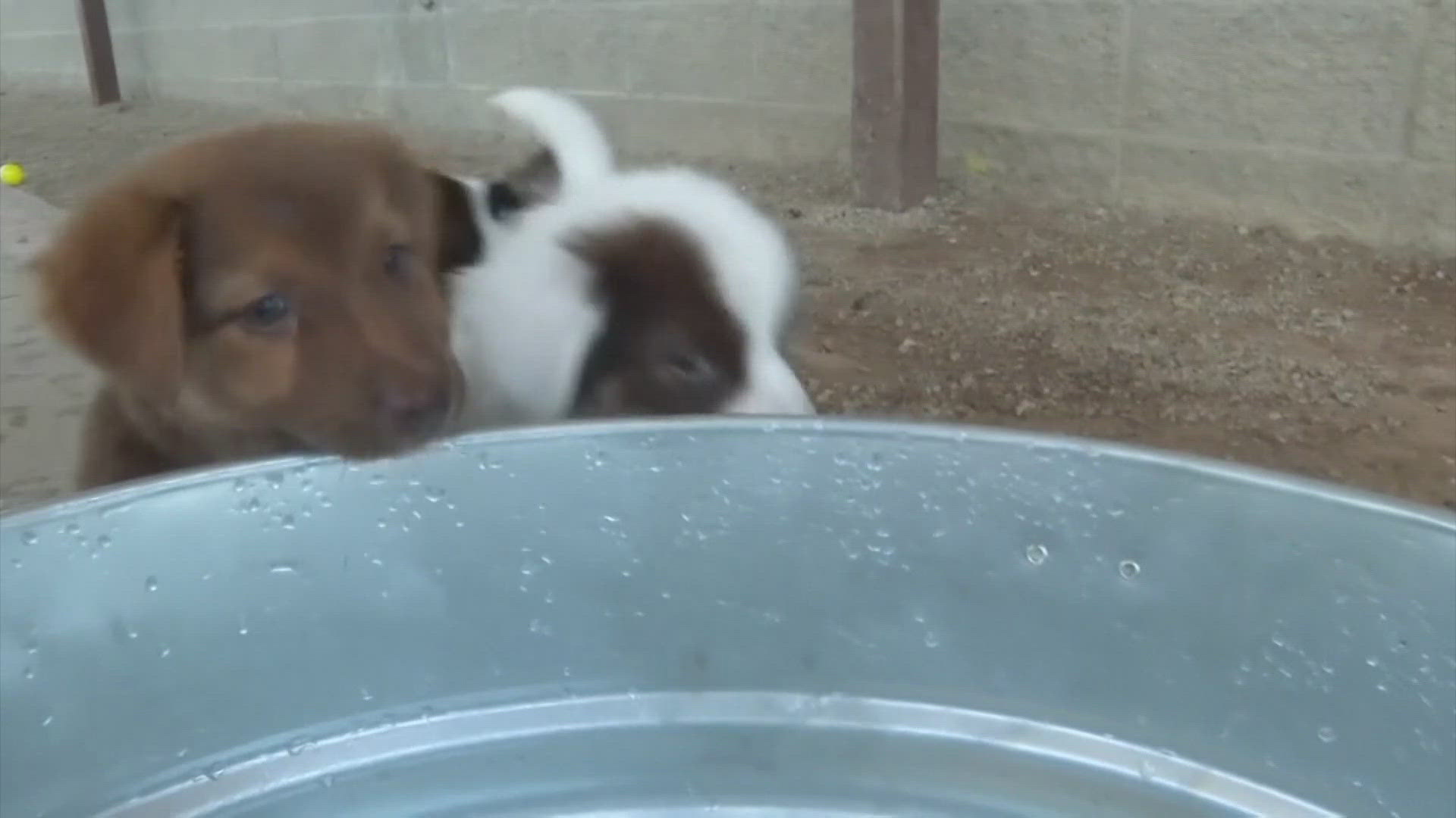 The litter of puppies were left in a carrier in a field with no water. They'll be up for adoption later this week.