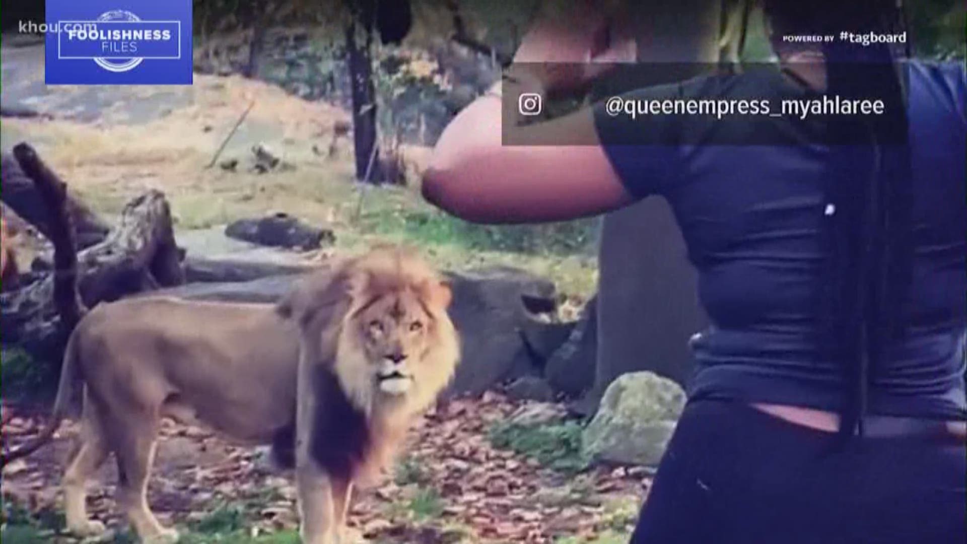 Police in New York City are looking for a woman caught on camera taunting a lion.