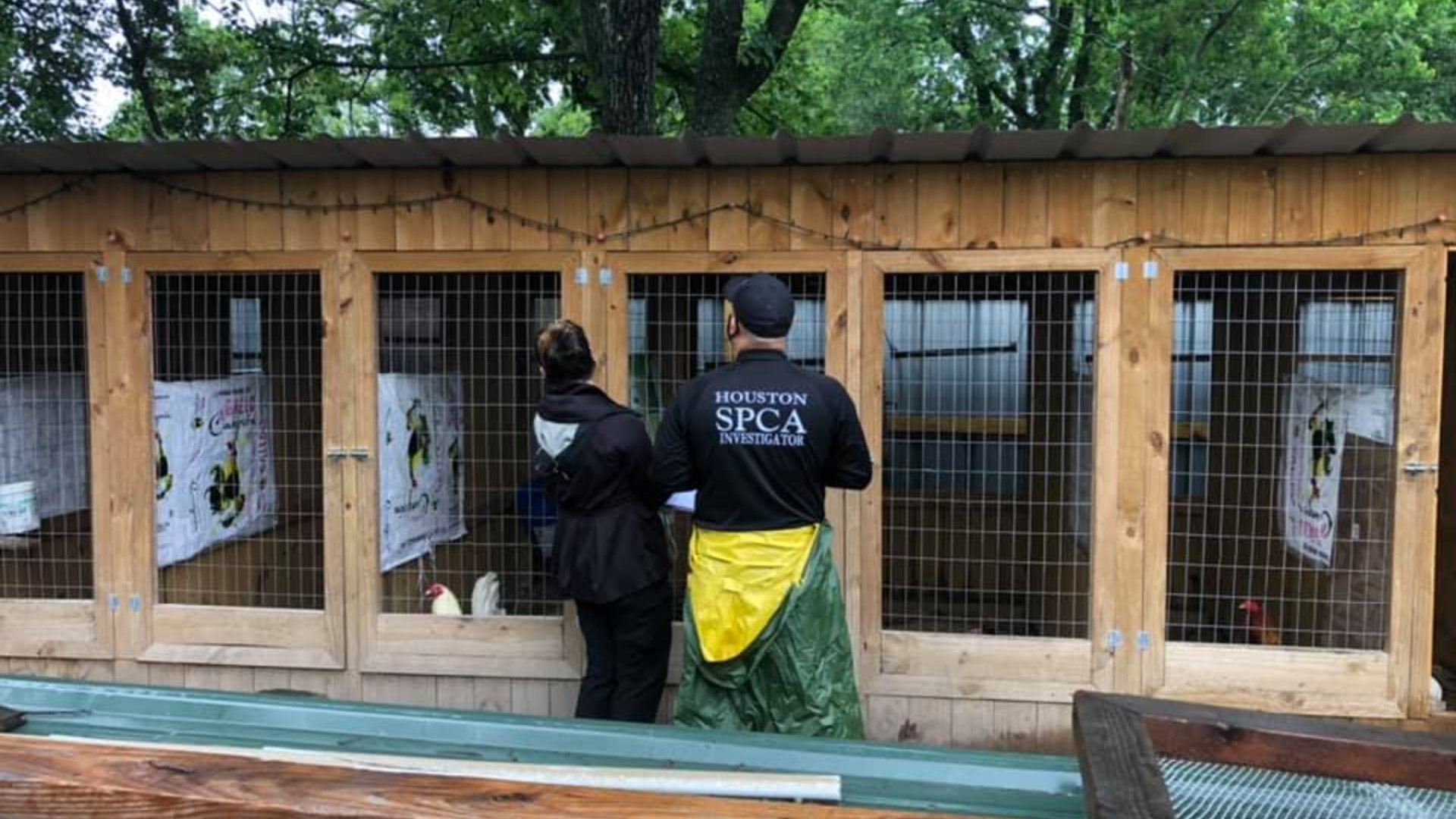 100 chickens seized from NE Harris Co., cockfighting suspected