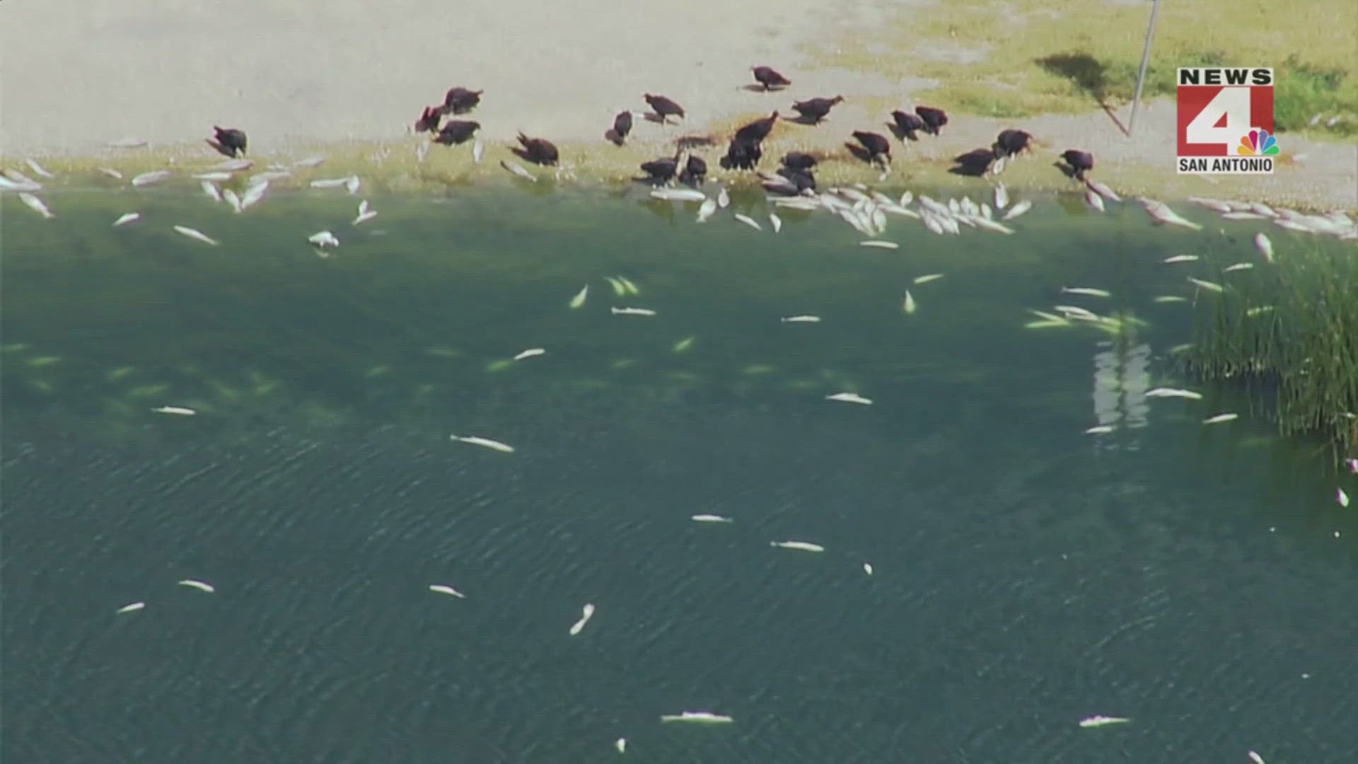 Texas Parks and Wildlife said the heat may have caused low oxygen levels in the lake.