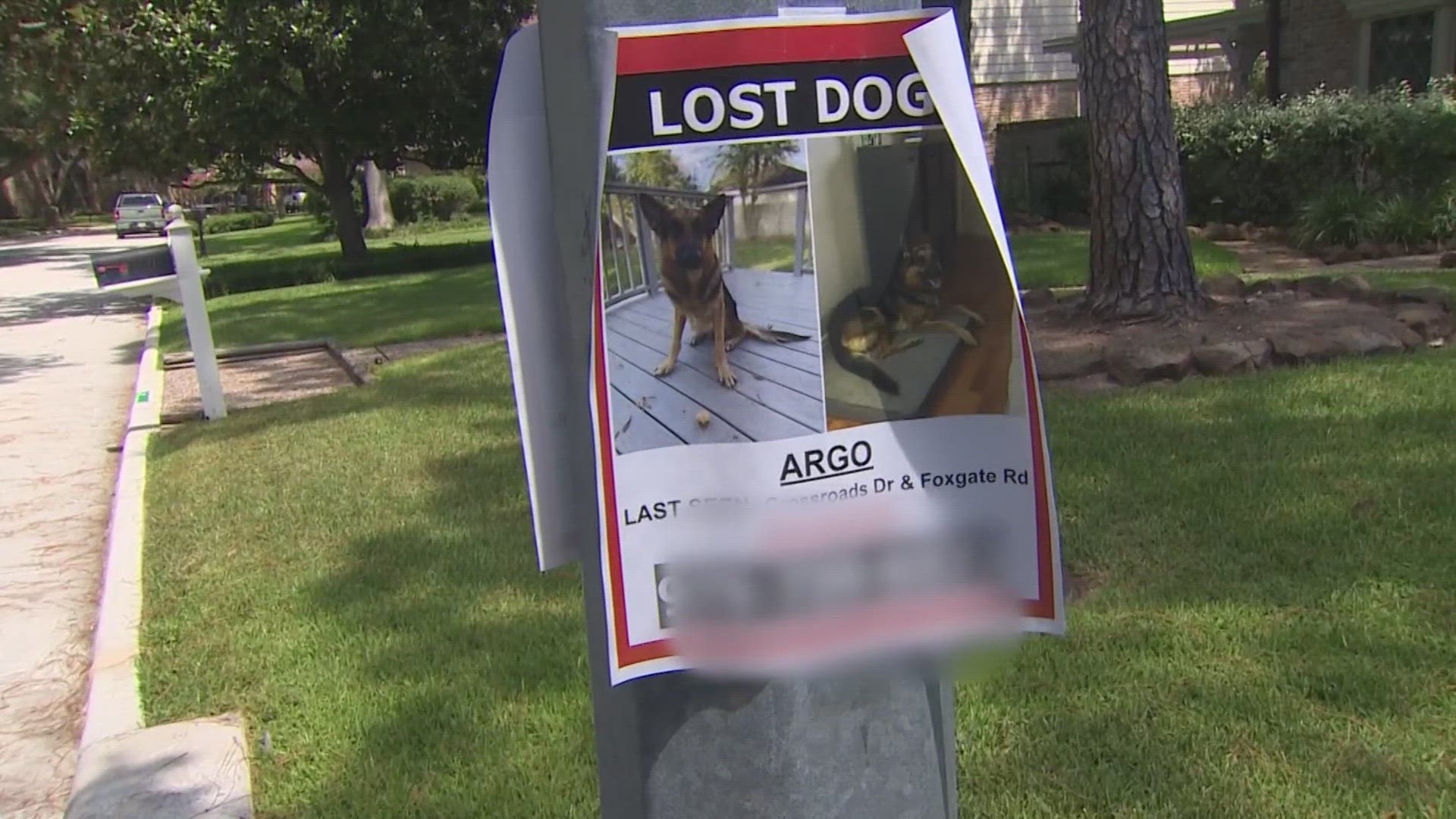 Argo the dog went missing after its owners dropped him off to a trusted dog sitter they found on Rover.com.