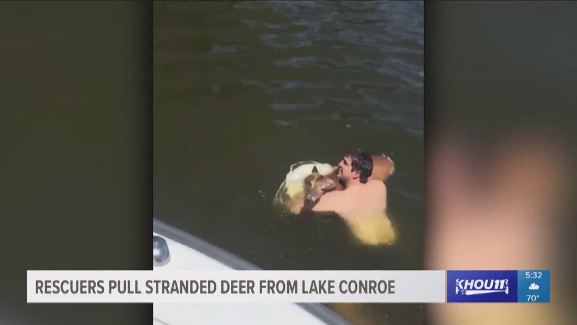 A video viewed on Facebook thousands of times showed a buck being rescued from Lake Conroe Sunday.