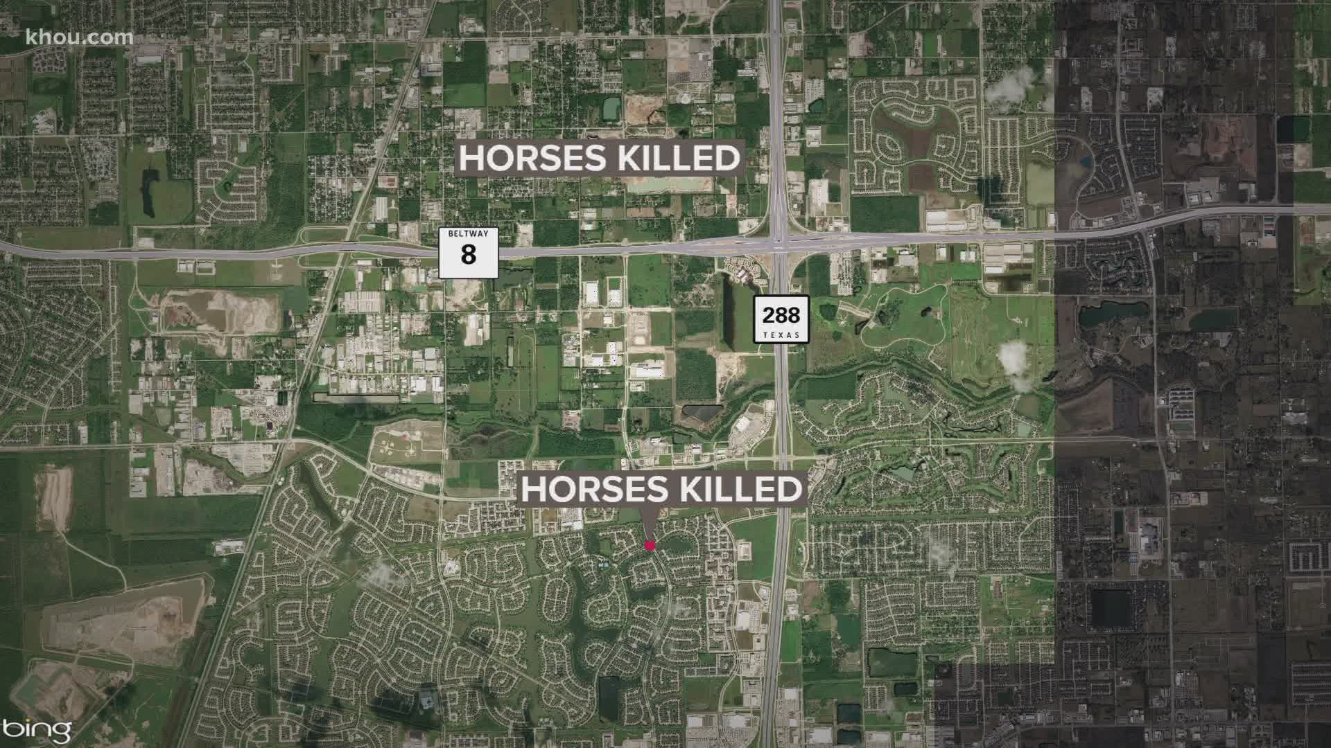 Pearland police are asking horse owners to be on the lookout after five horses were found slaughtered in the area since May.