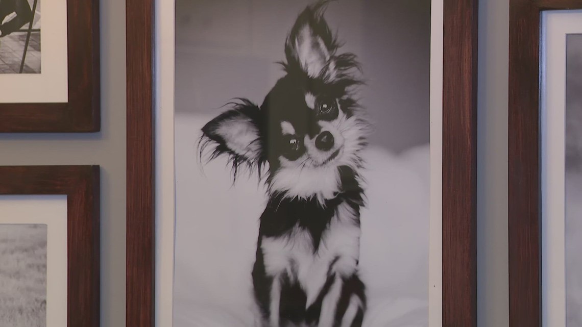 Chihuahua attacked by pit bulls in Cypress home - Vimarsana News