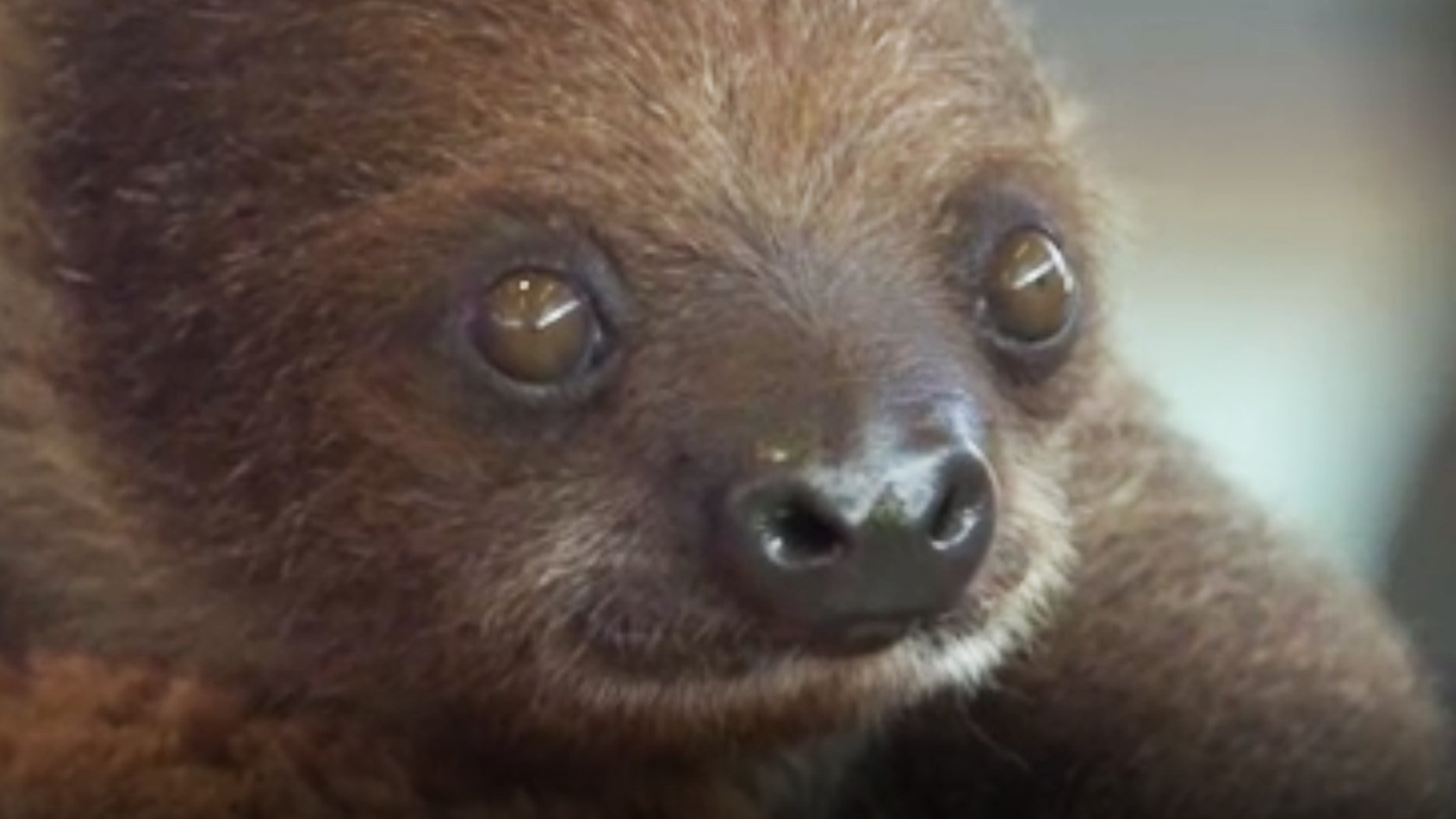 Brookfield Zoo is introducing its newest members to the public - a 7-month-old Linnaeus’s two-toed sloth named T-Mo.